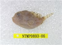 藏品(條紋躄魚)的圖片